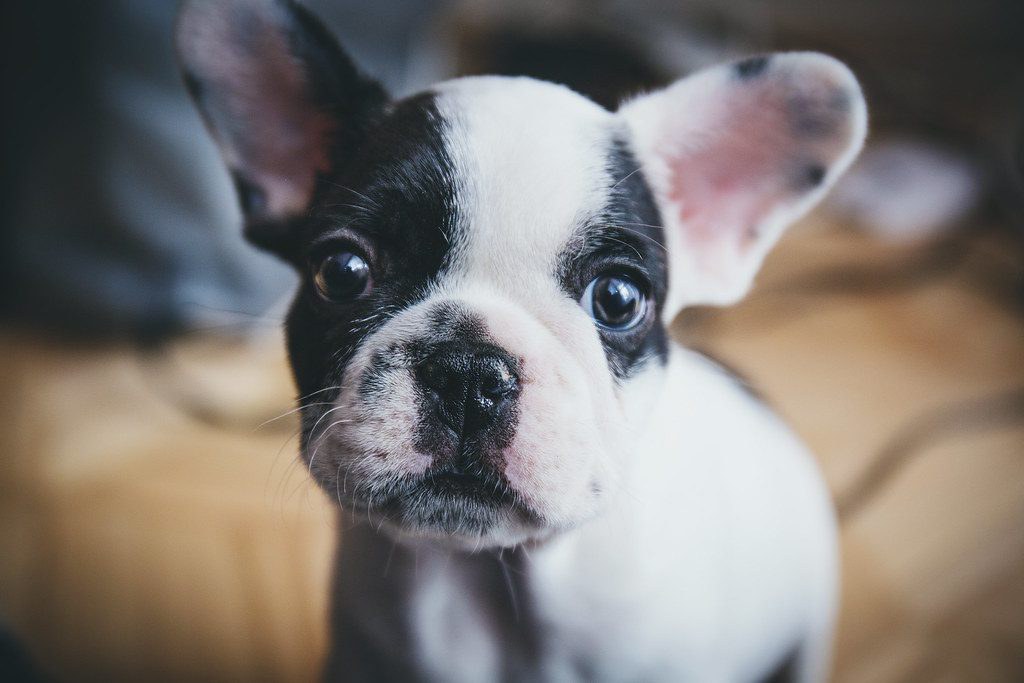 Black and white French bulldog puppy