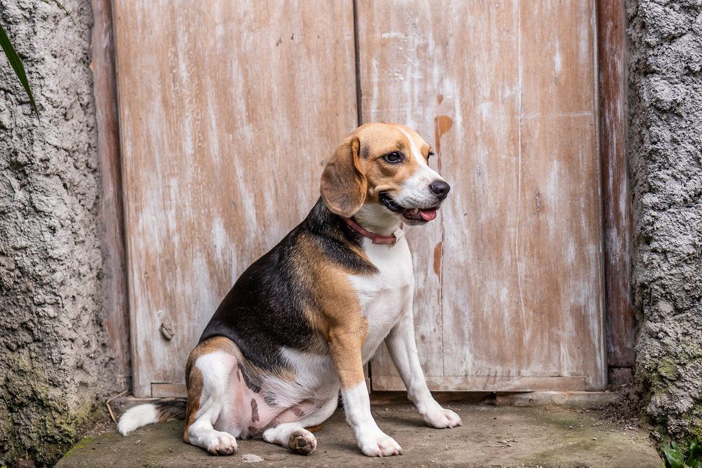 Beagle sitting in front of a wooden door
