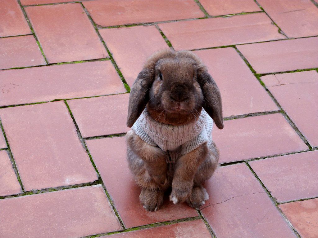 Brown lop-eared rabbit sitting on a brick patio