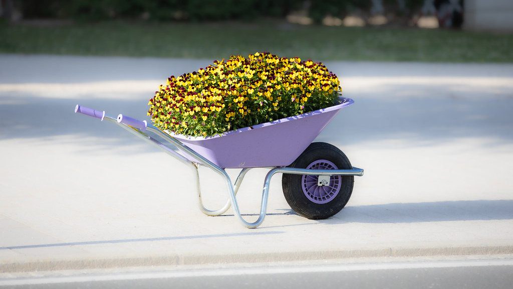 Purple wheelbarrow filled with yellow flowers