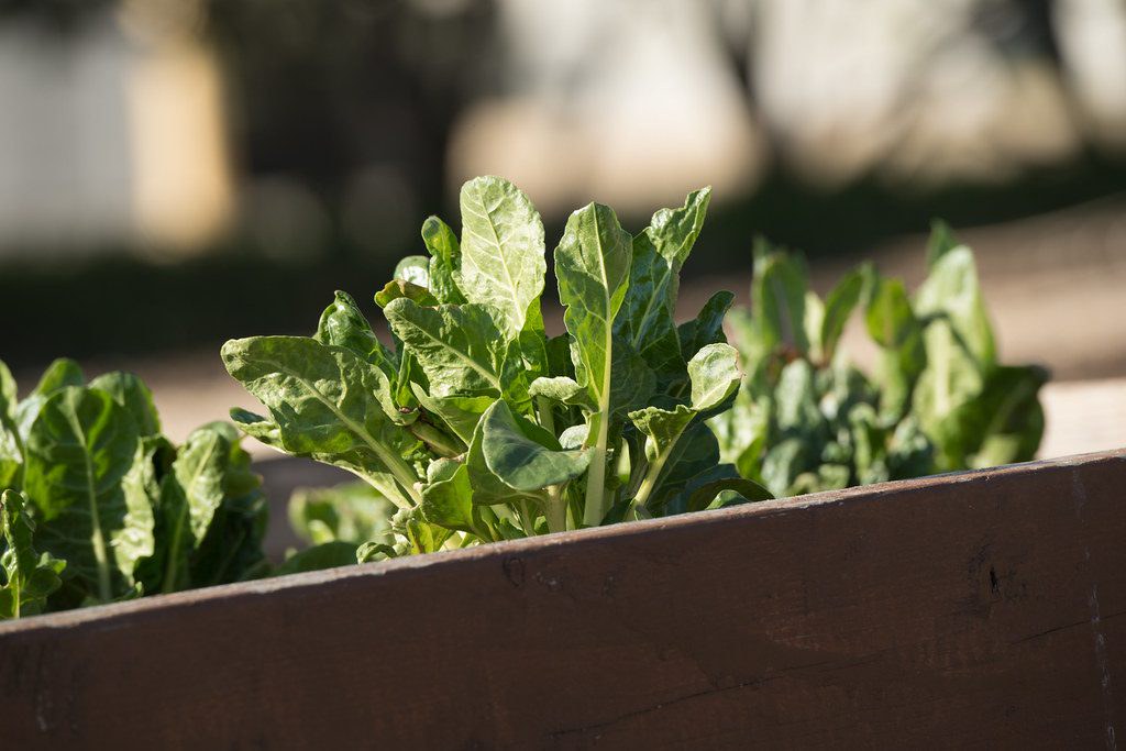 Leafy greens growing in a raised community garden bed