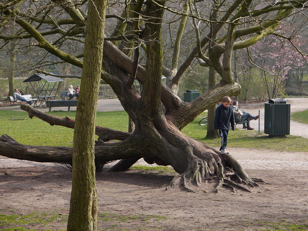 Old twisting tree in a city park